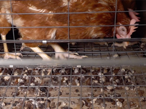 Battery Cage Photo 2 - Dirty
